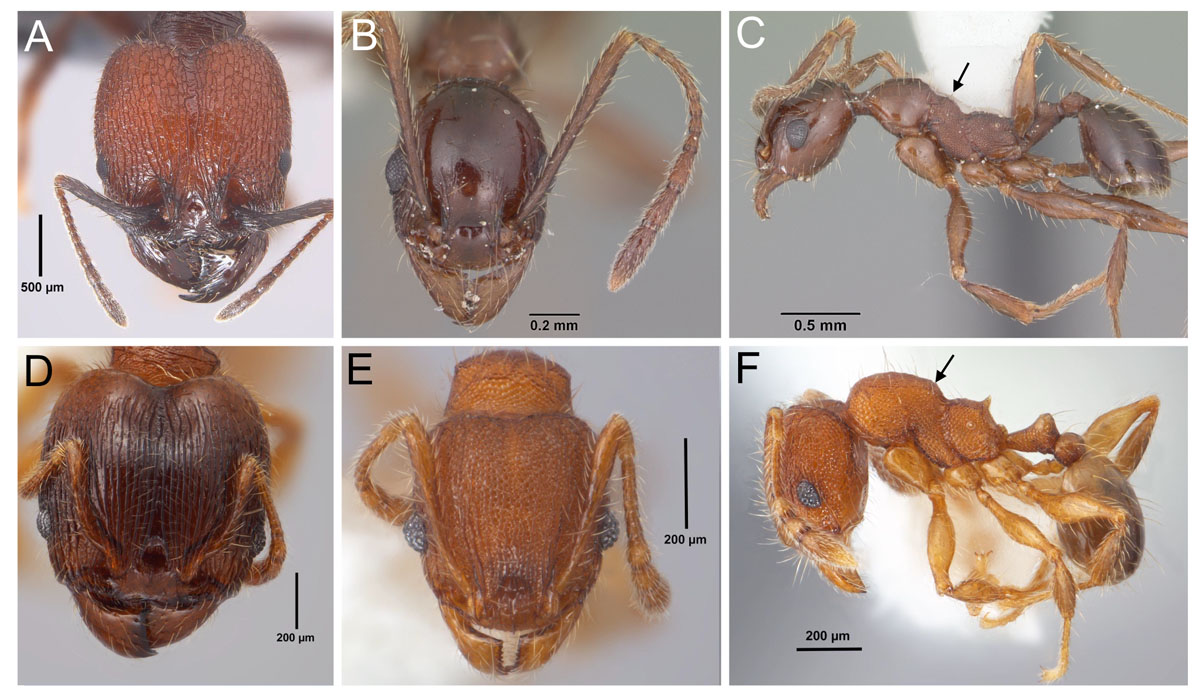 Fig 29